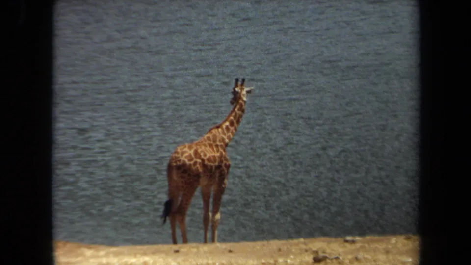 1971 Laguna Hills 8mm frame showing the giraffe upright on the bank, looking away from the water.