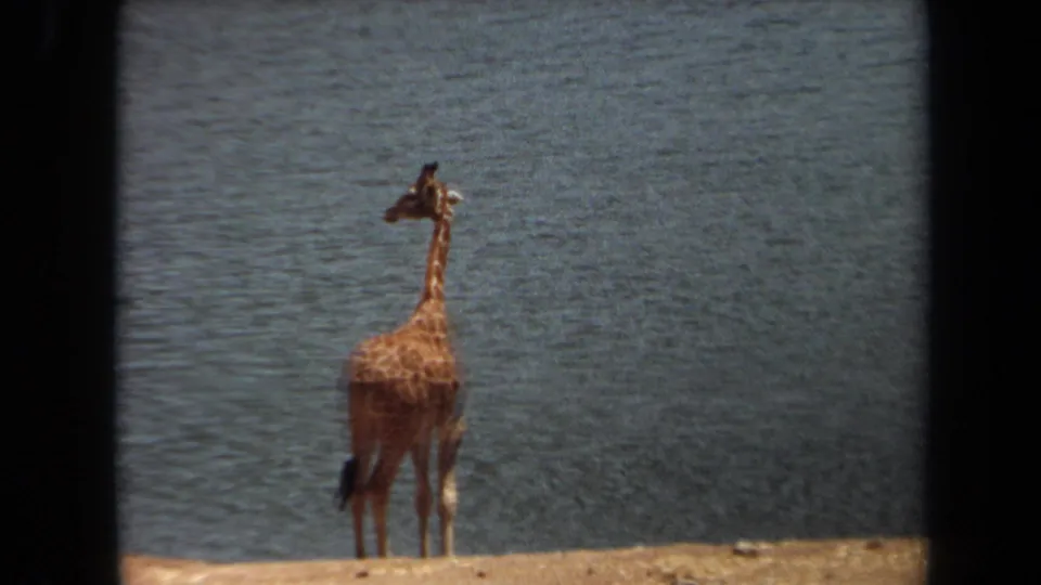 1971 Laguna Hills frame with the giraffe turned away on the dry bank beside the blue watering hole.