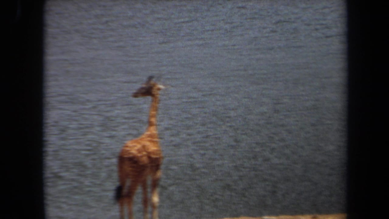 Giraffe standing beside calm water, partly framed by dark film borders.