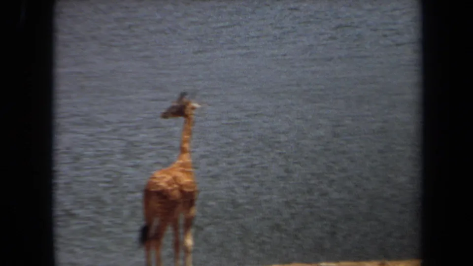 1971 Laguna Hills 8mm frame showing a giraffe standing near calm water in a dry open landscape.