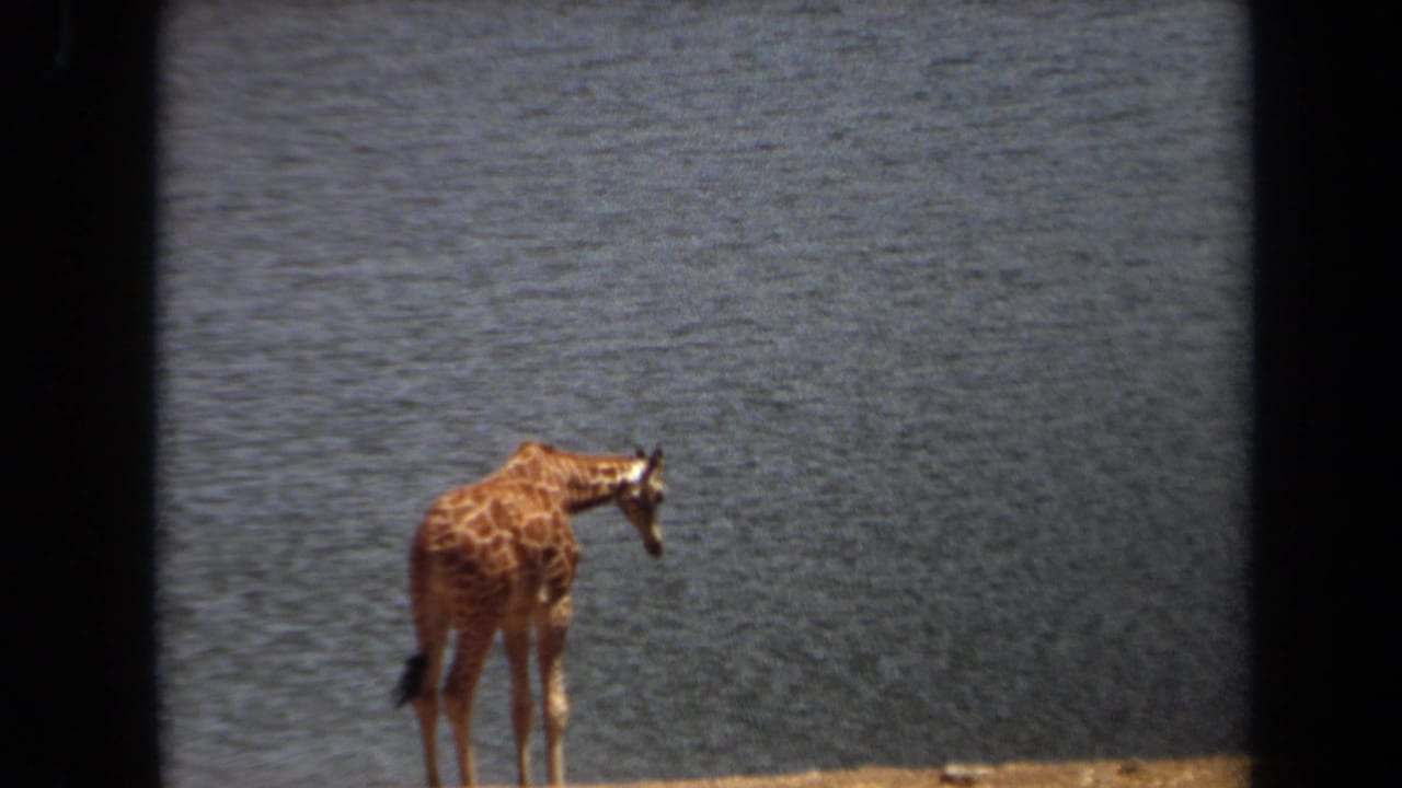 Giraffe lowering its head near a body of water in a dry landscape.