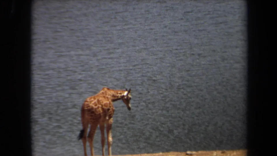 1971 Laguna Hills 8mm frame of a giraffe bending its neck near water with dry ground in front.