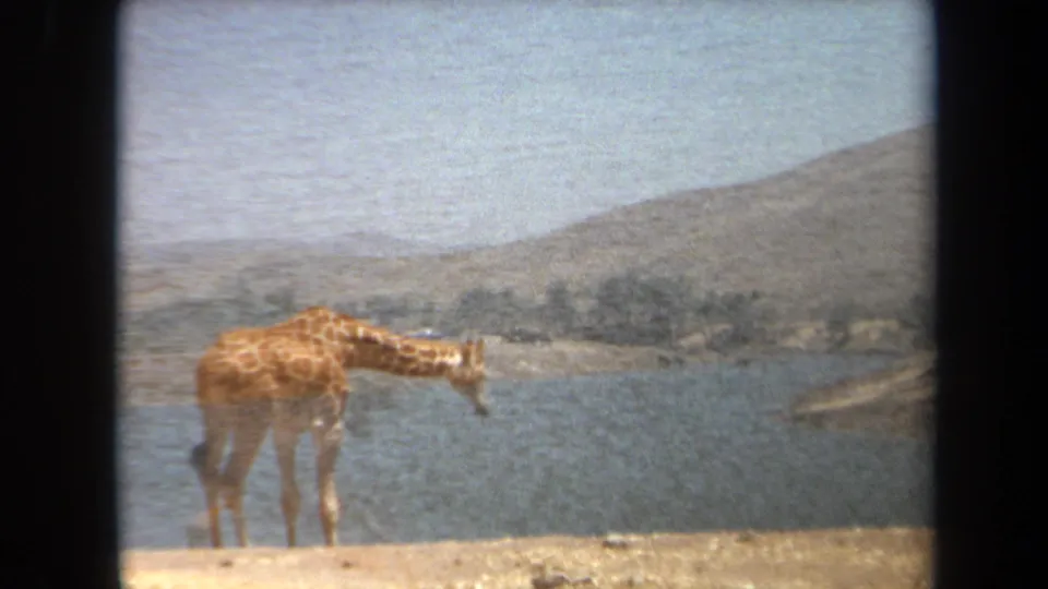 1971 Laguna Hills 8mm frame showing a giraffe near water, with pale hills and sparse vegetation behind it.