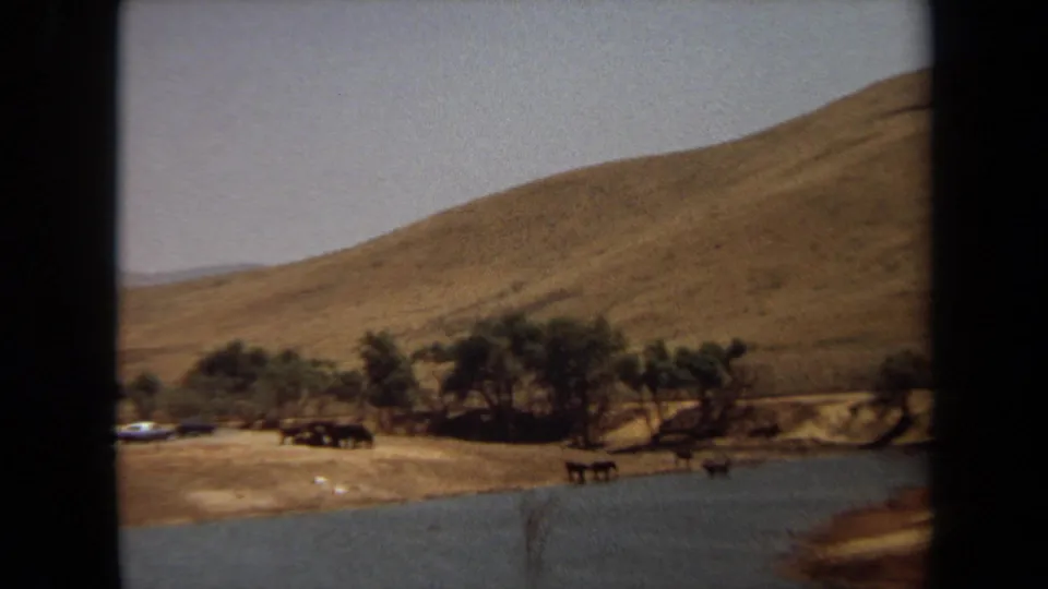 1971 Laguna Hills frame with dark animals on a sandy bank beside water, backed by trees and a dry hillside.