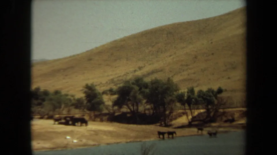 1971 Laguna Hills 8mm frame showing animals near water, a tree cluster, sandy shoreline, and a sunlit dry hillside.
