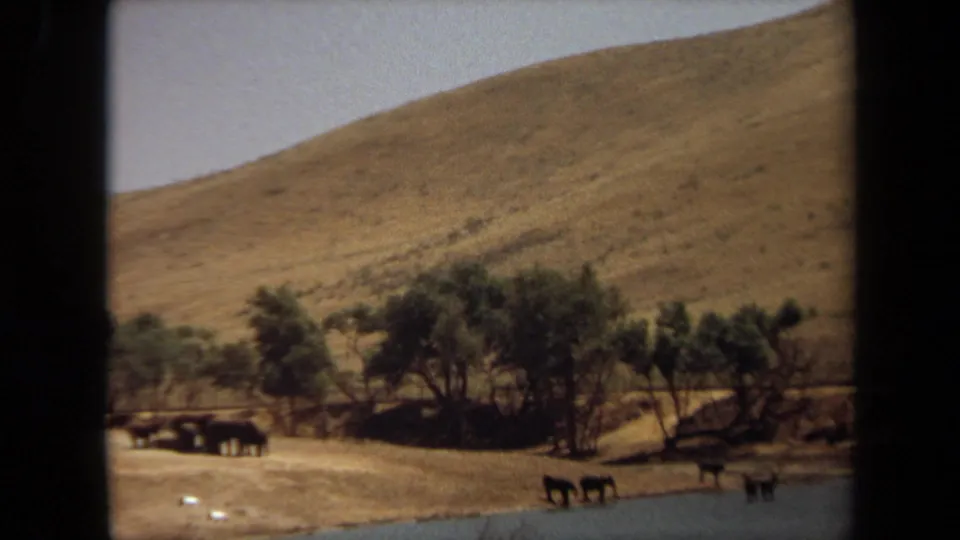 1971 Laguna Hills frame showing dark animals at the water's edge, trees along the bank, and a dry rolling hillside beyond.