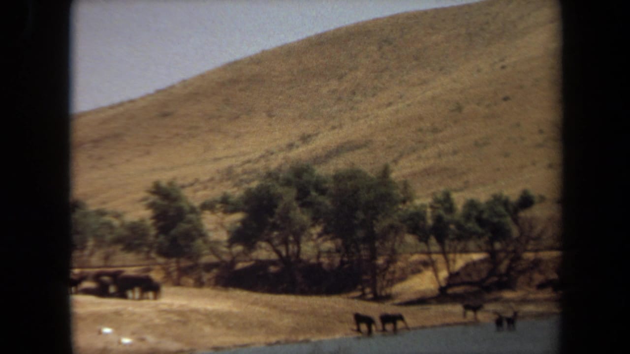 1971 Laguna Hills safari park footage shows elephants gathered near water beneath a dry hillside and a line of trees.