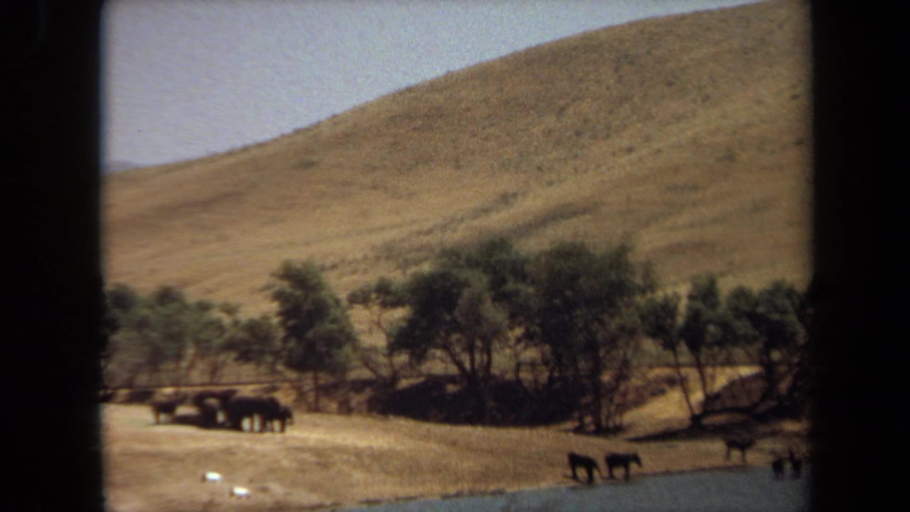 Elephants remain near the watering hole in a Laguna Hills safari park setting, framed by trees and a golden hillside.