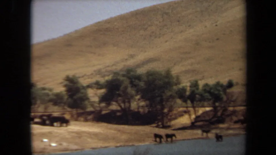 The visitor-shot 8mm frame shows elephants beside water, with trees separating the pond from a dry California hillside.