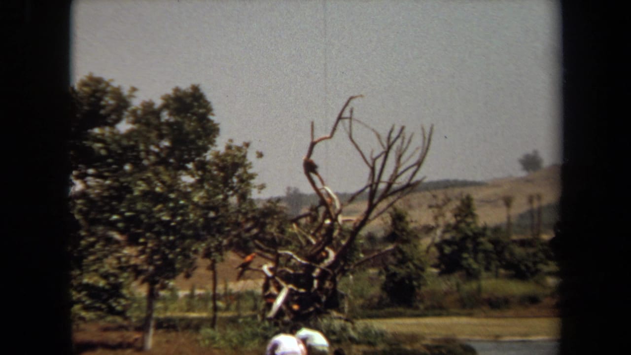 Large gnarled tree sculpture beside leafy trees with a small person partly visible at the base.
