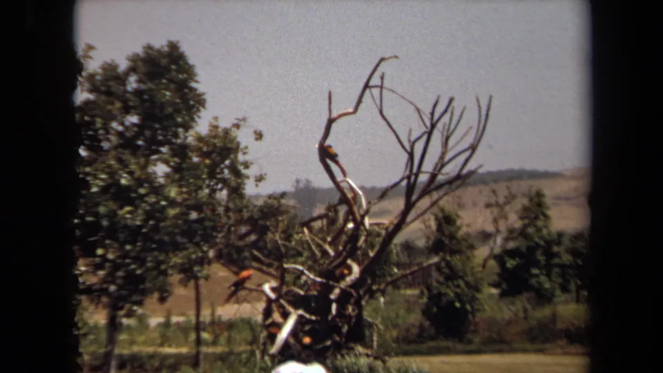 1971 Laguna Hills home-movie frame showing a person in a red cap and light shirt perched within a large gnarled tree sculpture.