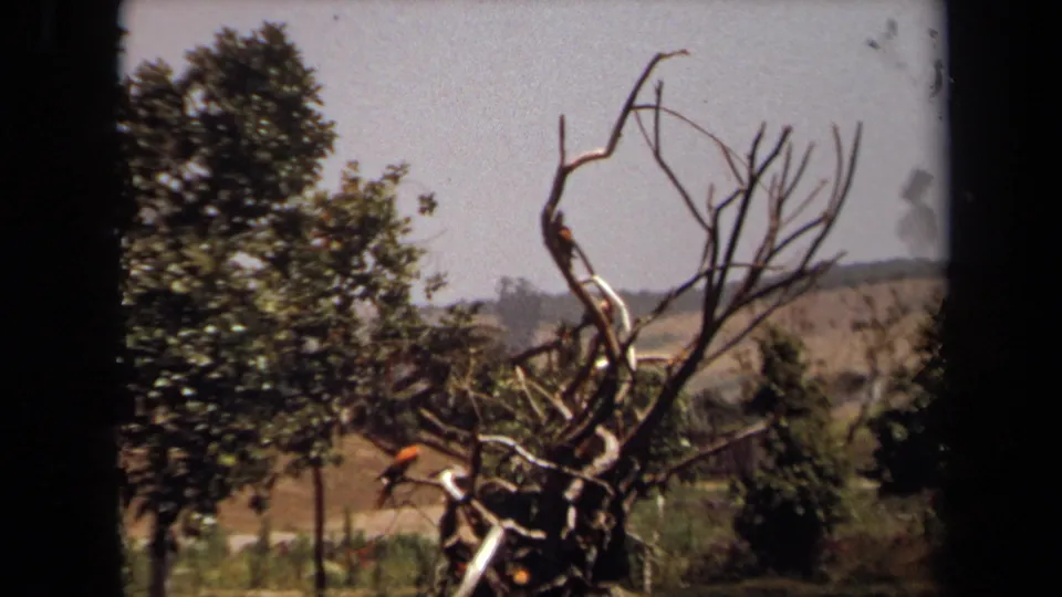 1971 Laguna Hills frame of a person in a red cap perched in a gnarled outdoor tree sculpture against trees, hills, and hazy sky.