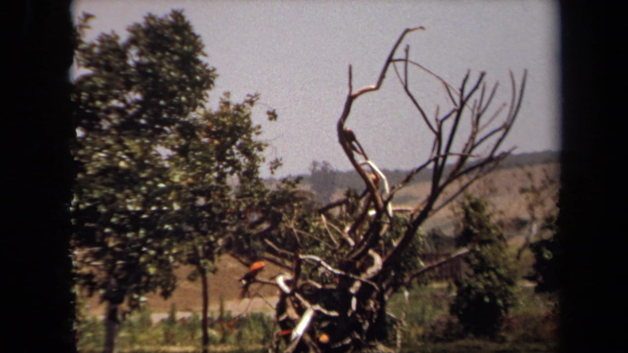 1971 Laguna Hills 8mm frame showing two parrots on a bare tree beside leafy greenery and distant hills.