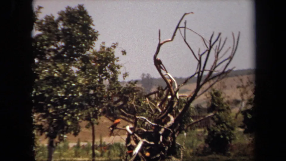 1971 Laguna Hills 8mm frame showing two parrots on a bare tree beside leafy greenery and distant hills.