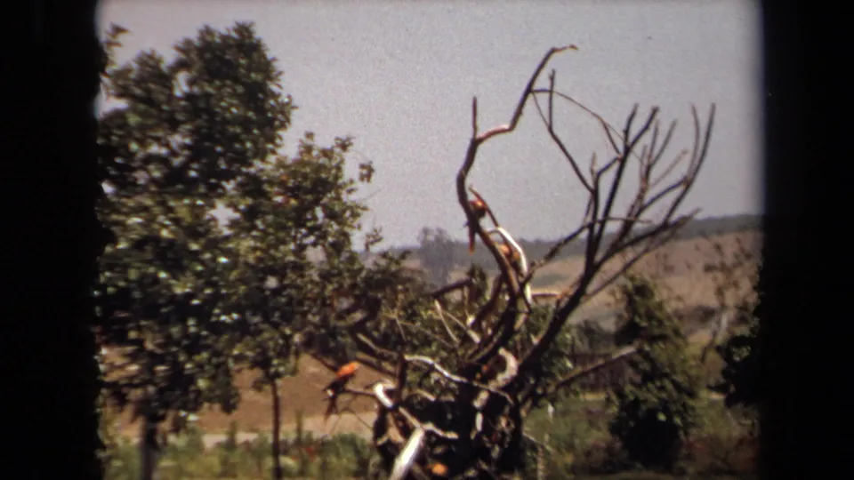 Visitor-shot 1971 Laguna Hills view of colorful parrots on twisting branches, with trees and hills beyond.