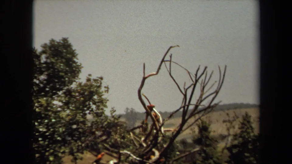 1971 8mm frame from Laguna Hills showing a parrot high in a leafless tree with park greenery behind it.