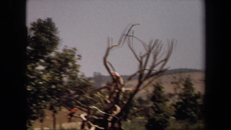 Soft, handheld 1971 Laguna Hills frame of parrots in a bare tree, blurred by camera motion during the shot.