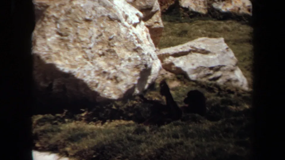 1971 Laguna Hills park close-up with a large pale boulder, grass and a dark indistinct form partly visible near the lower right.
