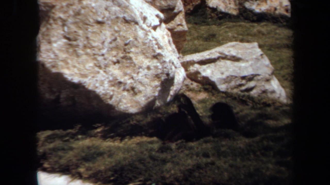 Dark primate-like animal beside large rocks in a grassy zoo enclosure.