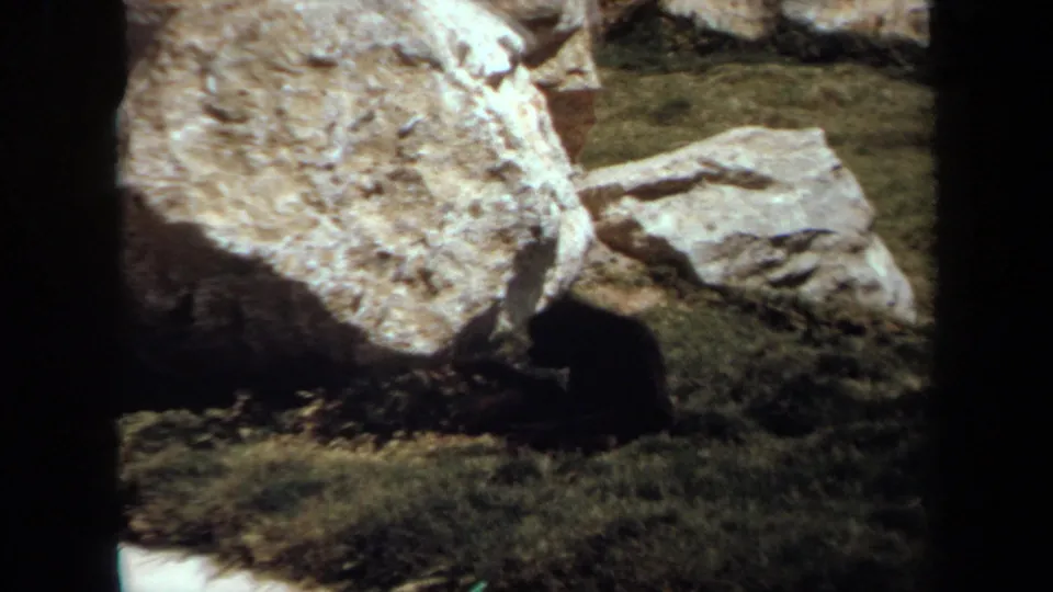 A small dark primate-like animal appears near pale rocks and grass in the Laguna Hills zoo enclosure.