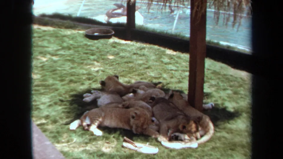 Several lion cubs rest together on grass near a wooden post and painted water backdrop in 1971 zoo footage.