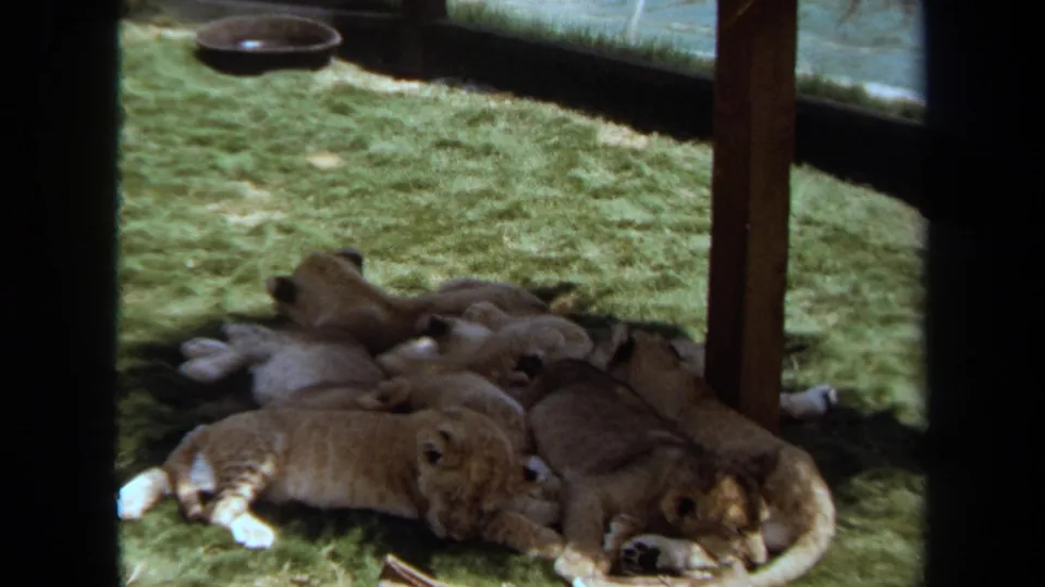 A clustered group of lion cubs rests on grass inside the Laguna Hills zoo enclosure, framed by a post and backdrop.