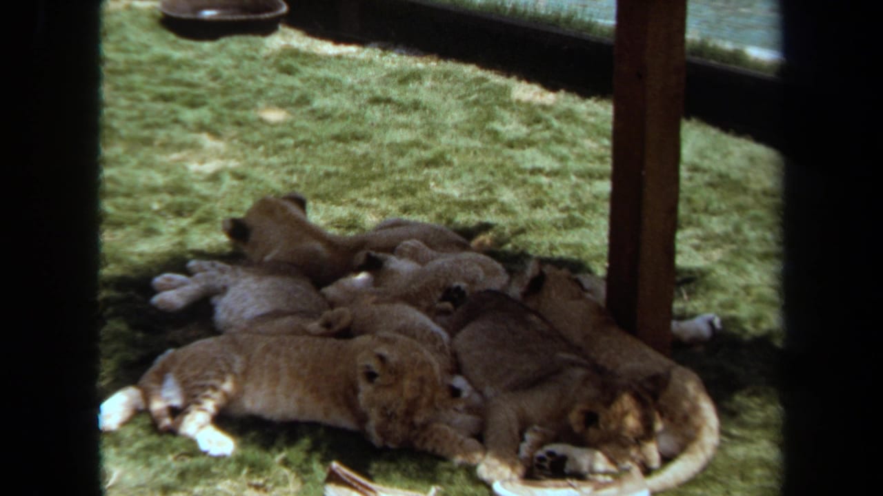 Several lion cubs sleep together on artificial grass in a shaded enclosure.