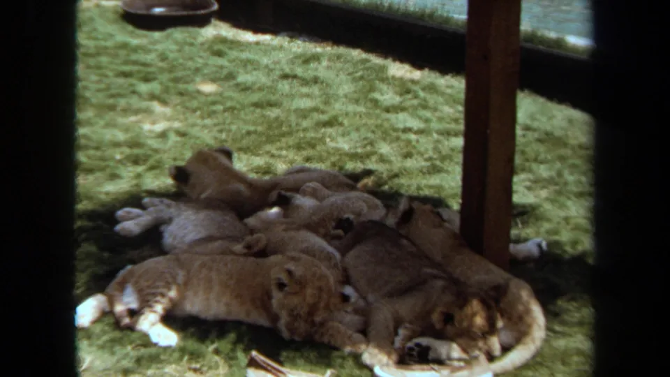 1971 Laguna Hills home-movie frame showing lion cubs huddled and sleeping on artificial turf under shade.