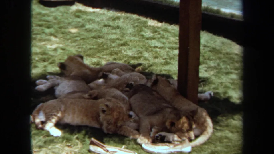 1971 Laguna Hills frame of young lion cubs resting in shade, with a white shoe visible near the group.