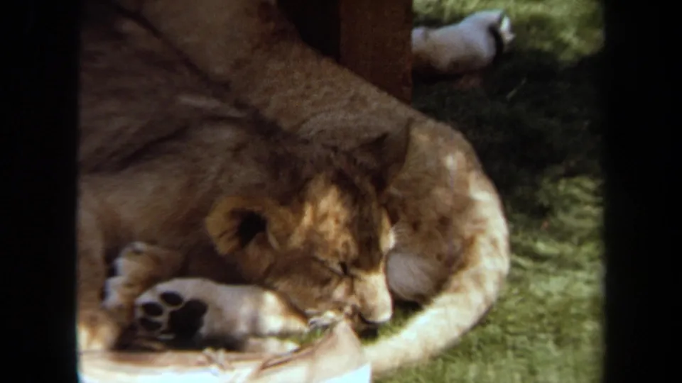 Close 1971 Laguna Hills 8mm frame of a lion cub resting beside another cub and a white shoe on artificial grass.