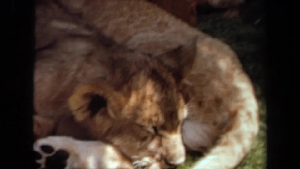 1971 Laguna Hills close frame of a young lion cub lying near a white shoe, partly obscured by dark foreground bars.