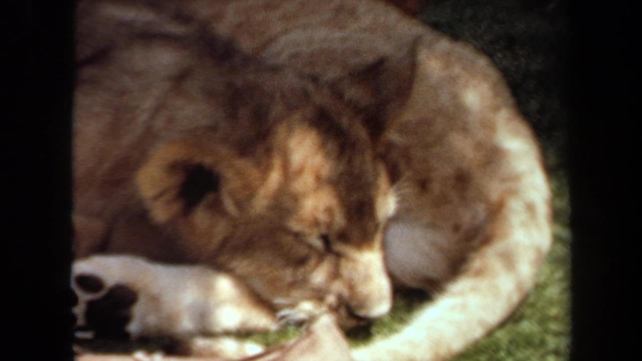 Young lion sleeping on grass in a soft, grainy 8mm frame.