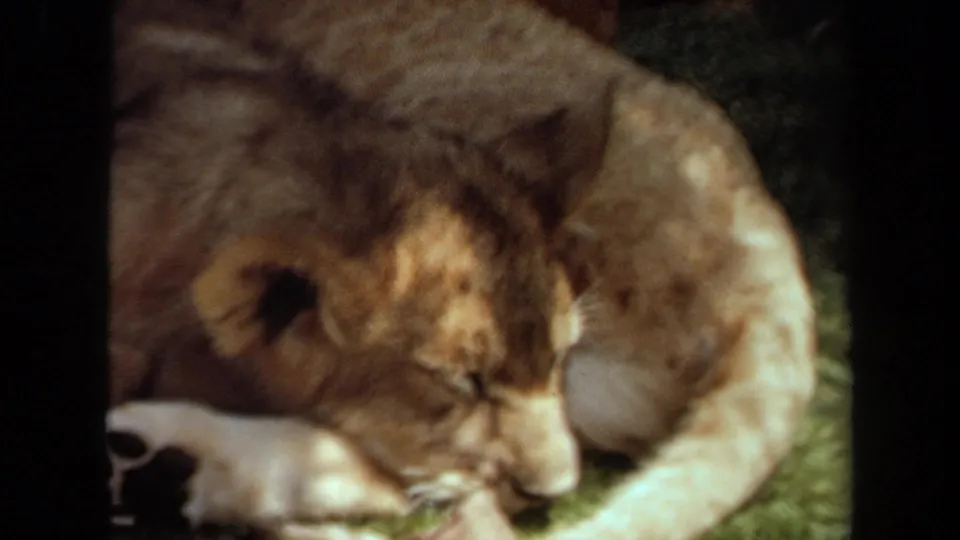 1971 Laguna Hills metadata frame showing a young lion asleep or resting on grass in warm, grainy 8mm color.