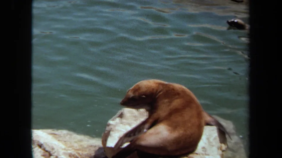 1971 8mm frame of a sea otter on rocks near blue-green water, with another dark shape partly visible in the water.