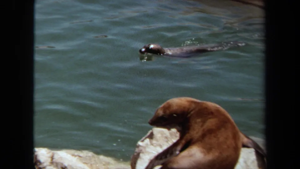 1971 Laguna Hills metadata frame showing one sea otter on rocks and another swimming through blue-green water.