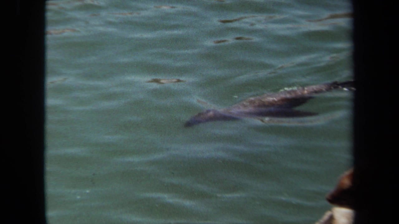 A sea lion glides through greenish water in 1971 8mm footage from Laguna Hills, California, framed by dark foreground bars.