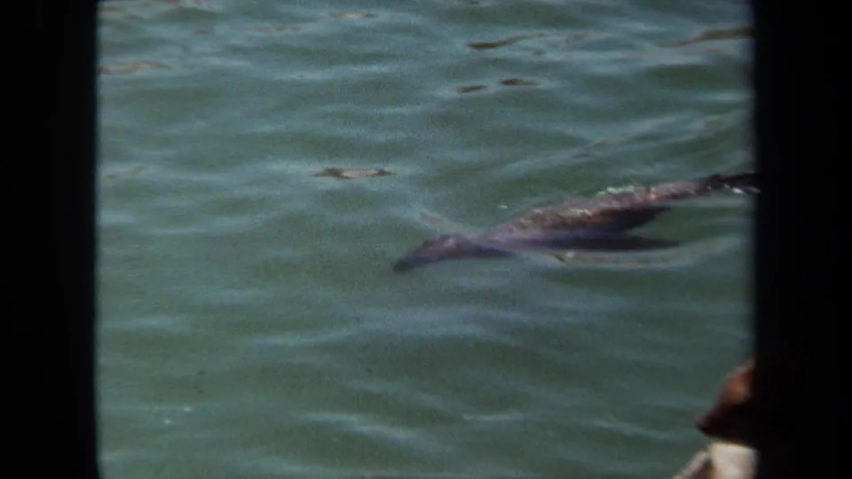 A sea lion glides through greenish water in 1971 8mm footage from Laguna Hills, California, framed by dark foreground bars.
