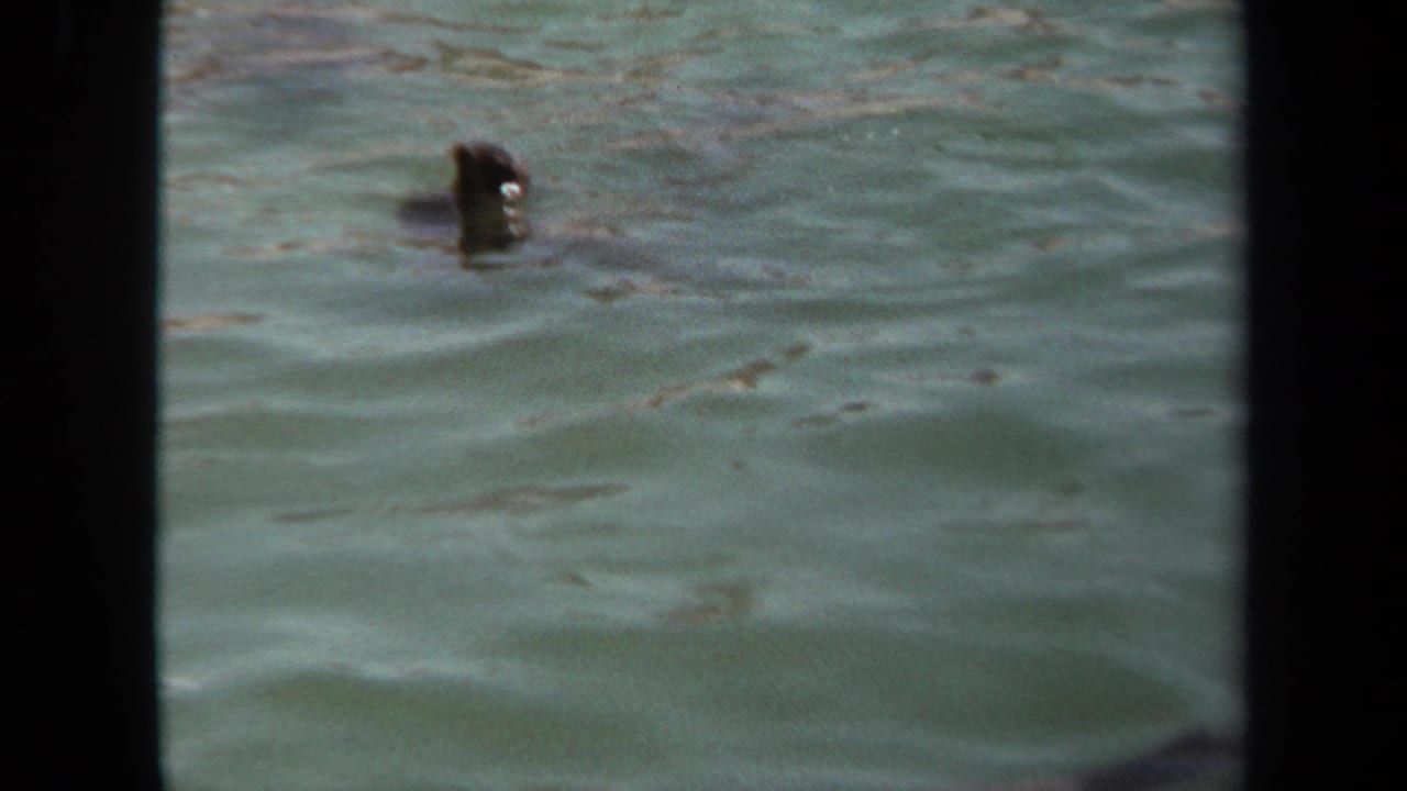 Sea lion head above the water surface inside a pool-like enclosure.