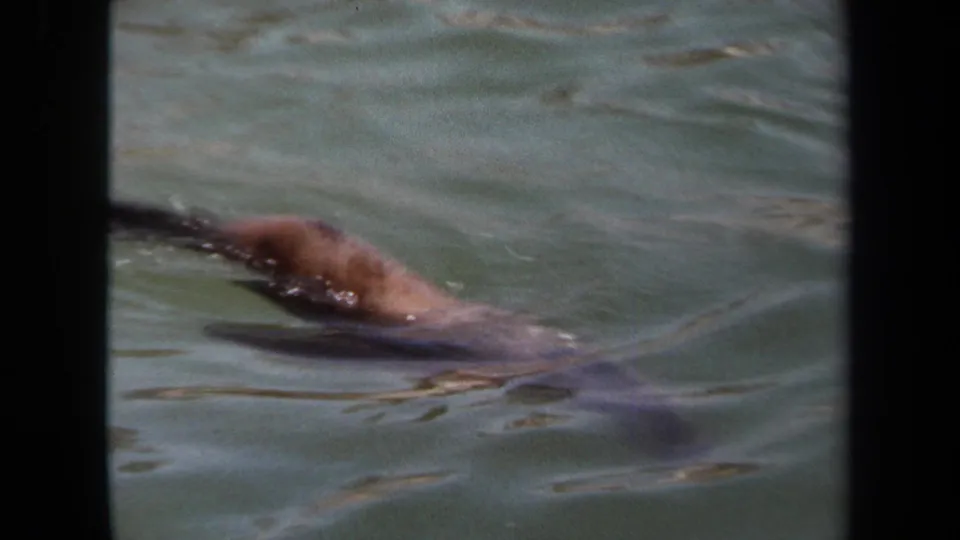 A closer 8mm view shows a sea lion swimming near the camera through greenish enclosure water in the California home-movie clip.