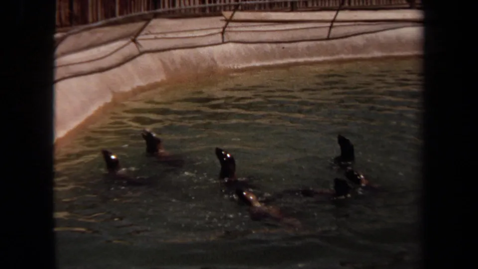 Several sea lions swim together near a curved concrete pool wall and railing in a 1971 Laguna Hills animal enclosure scene.