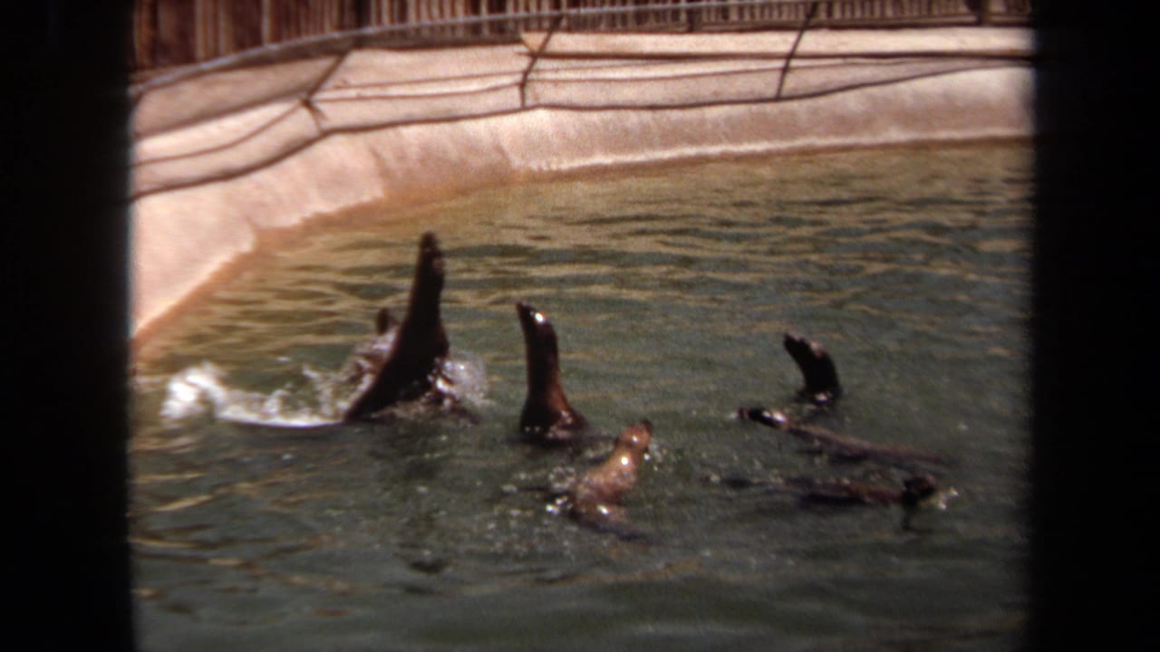 1971 Laguna Hills 8mm frame showing several captive seals surfacing and splashing in a concrete pool.