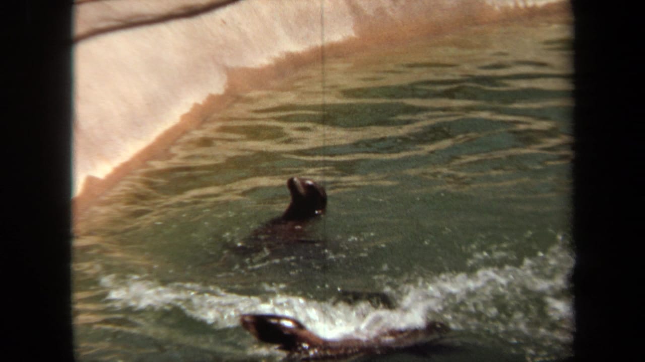Two seals move through churning water beside a concrete pool wall.
