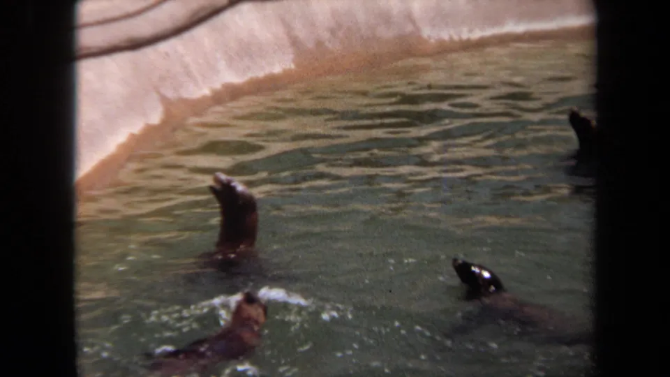 1971 Laguna Hills 8mm frame showing seals dispersed across a concrete pool, seen from a handheld visitor viewpoint.