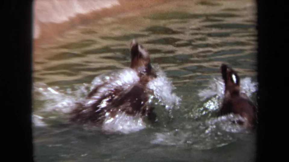 Close 1971 Laguna Hills frame of two captive seals splashing near the camera in a green concrete pool.