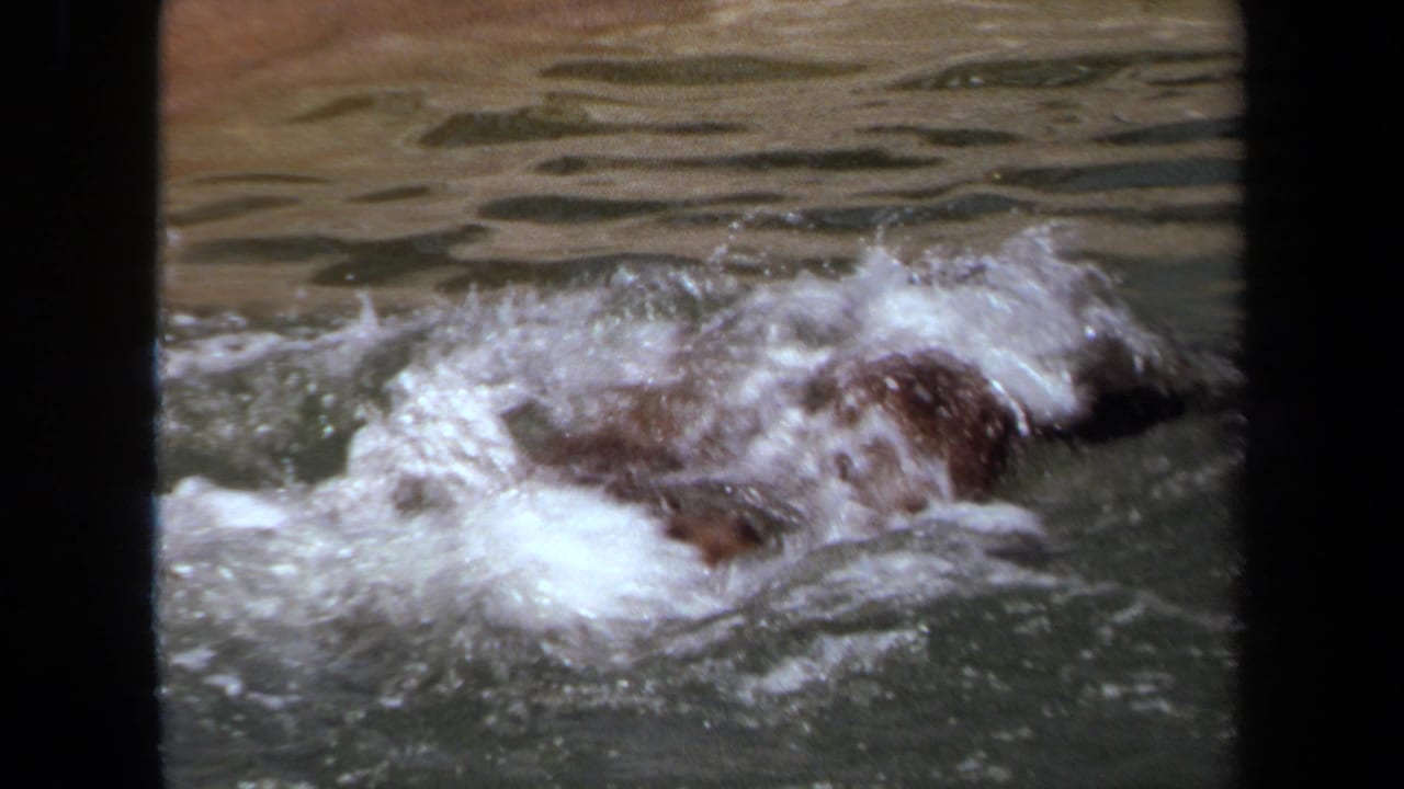 1971 8mm frame from Laguna Hills showing a large animal partly submerged and splashing in water near an enclosure edge.