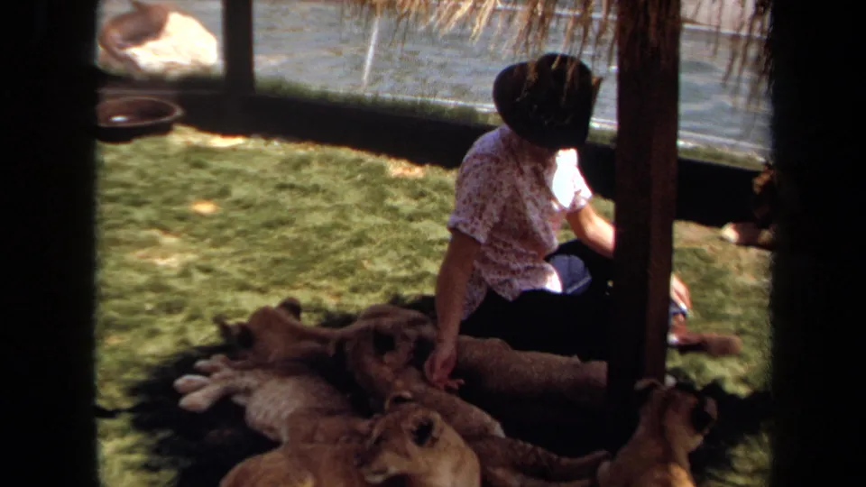1971 Laguna Hills home-movie frame showing a woman seated under shade beside resting lion cubs near water and fencing.