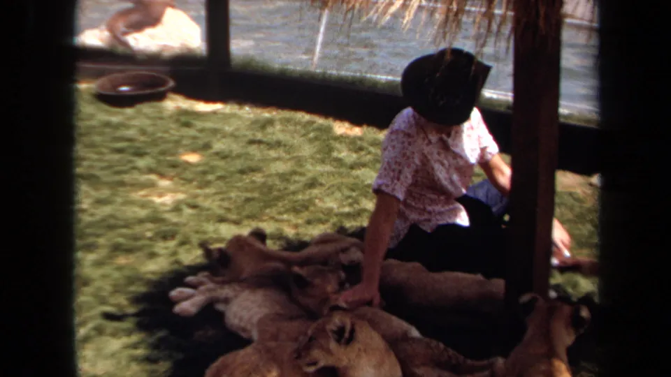 1971 8mm frame from Laguna Hills showing a visitor seated among lion cubs beneath a shaded structure in a grassy enclosure.