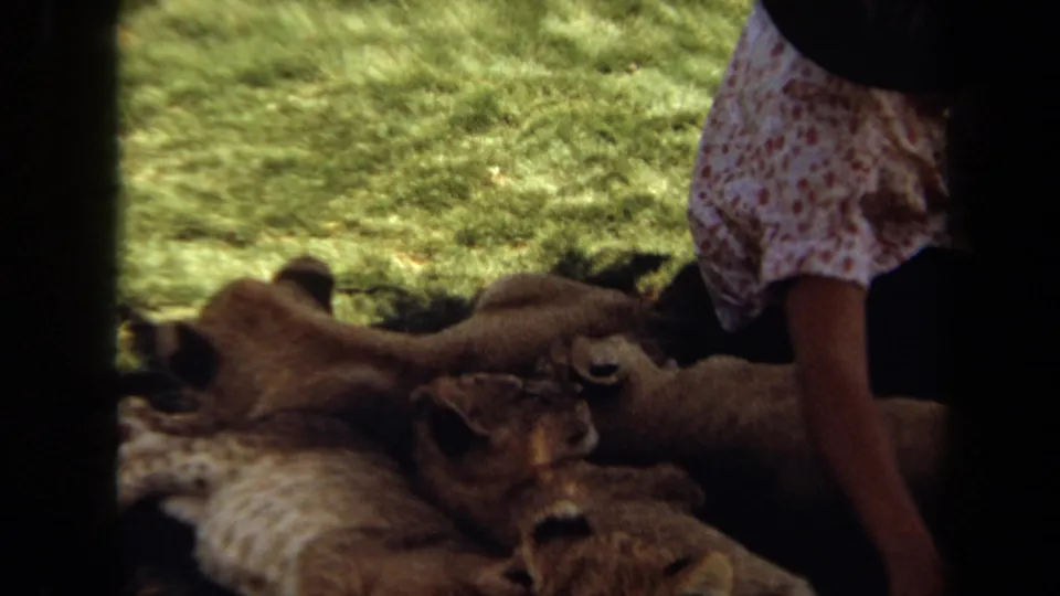 Close 1971 Laguna Hills frame showing several lion cubs resting together on grass beside a seated woman in a patterned blouse.