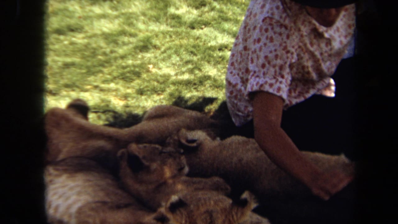 1971 Laguna Hills home-movie frame showing a woman in a dotted shirt and dark hat reaching toward lion cubs on grass.