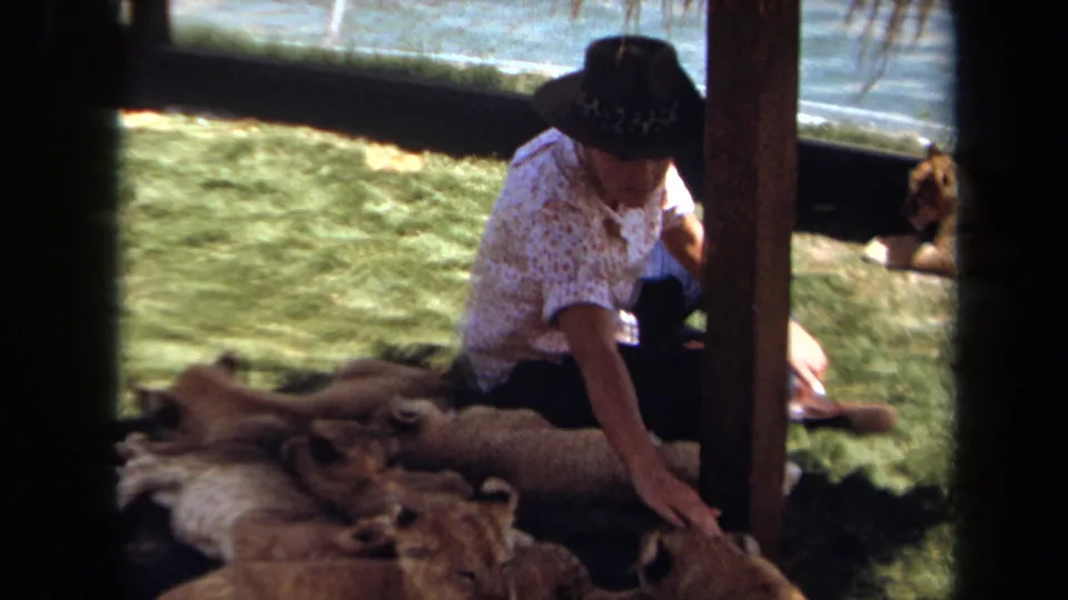 1971 Laguna Hills frame of a woman seated on grass near lion cubs, with a larger lion behind her in the enclosure.